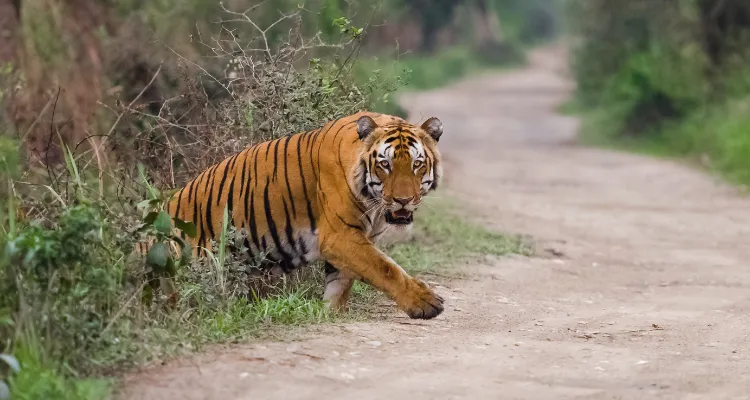 tiger