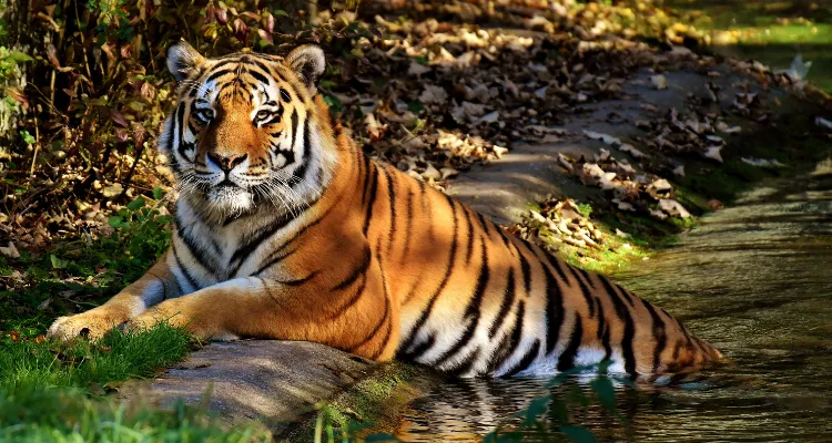 Golden Triangle Tour Package India, Rajasthan Tour Package
