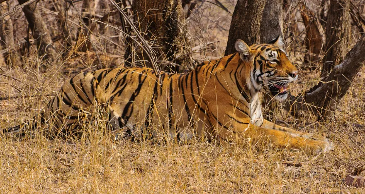 Golden Triangle Tour Package India, Rajasthan Tour Package
