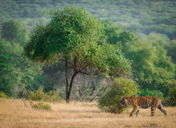 Golden Triangle Tour Package India, Rajasthan Tour Package