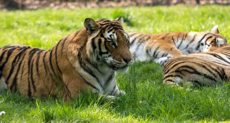 Golden Triangle Tour Package India, Rajasthan Tour Package
