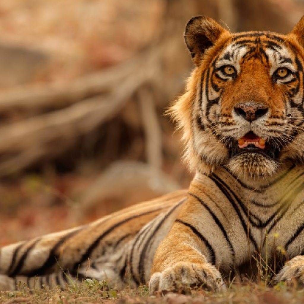 Luxury Golden Triangle Tour with Ranthambore
