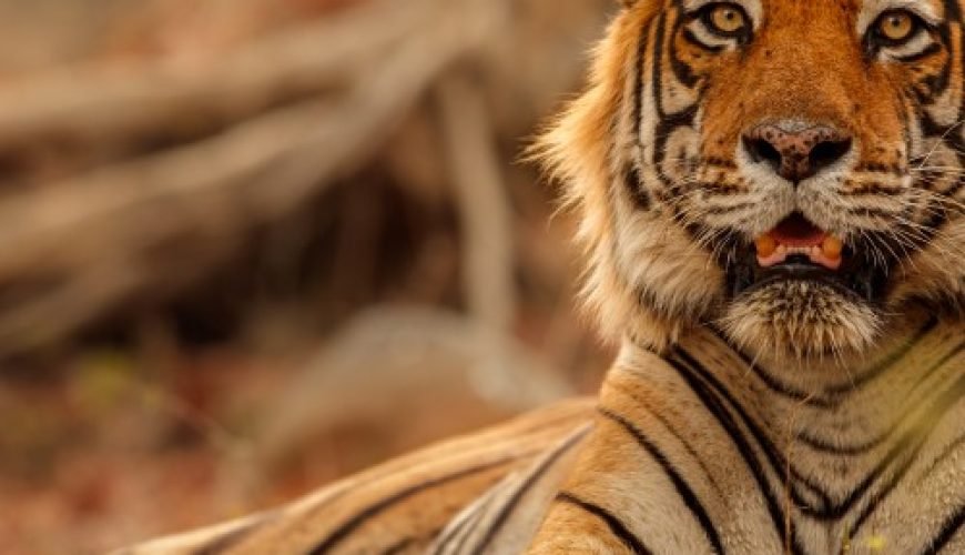 Luxury Golden Triangle Tour with Ranthambore
