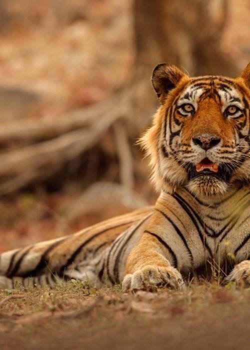 Luxury Golden Triangle Tour with Ranthambore