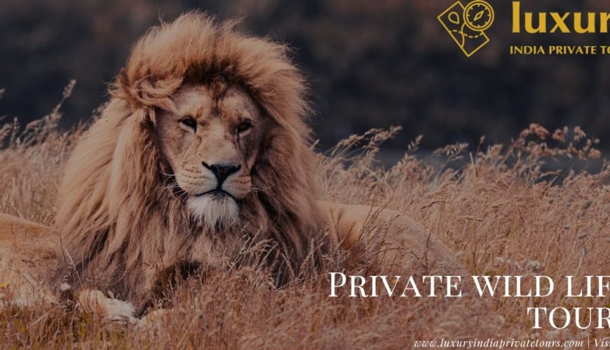 Private Wildlife Tours in India