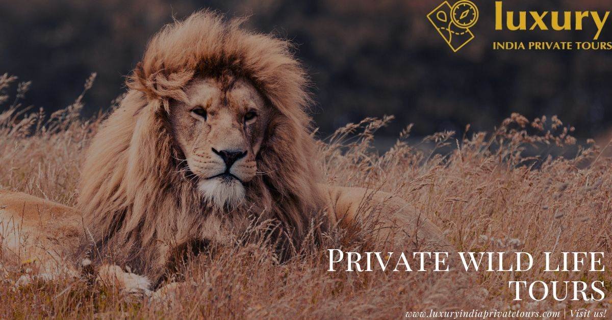 Private Wildlife Tours in India
