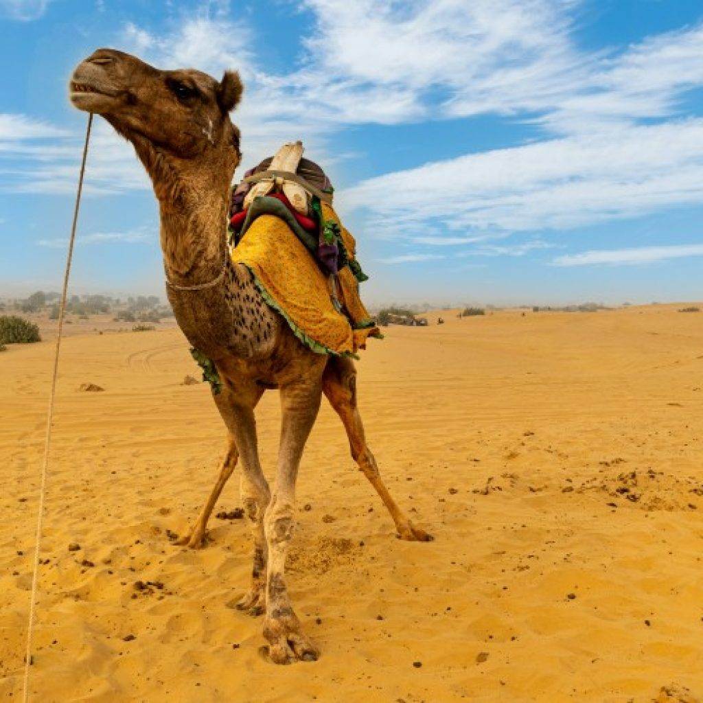 Must-See Places on Golden Triangle Tour
