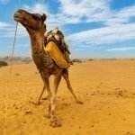 Must-See Places on Golden Triangle Tour