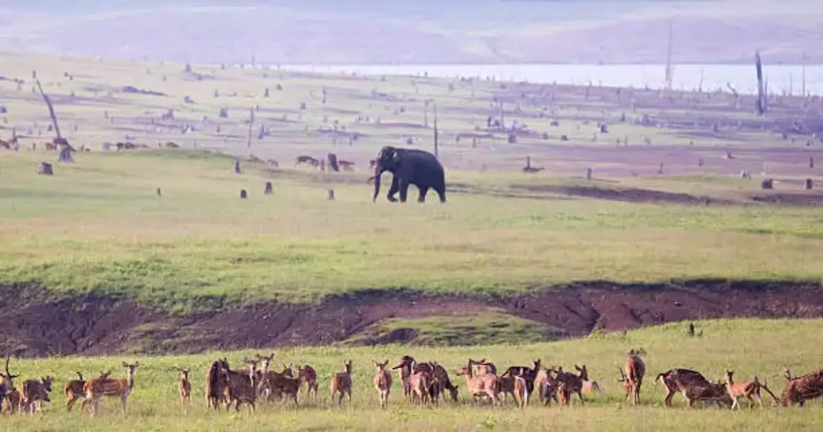 Thekkady wildlife with elephants and deer in lush green forest.